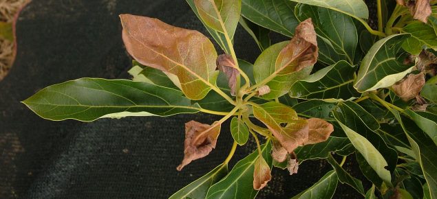 Frost  damage