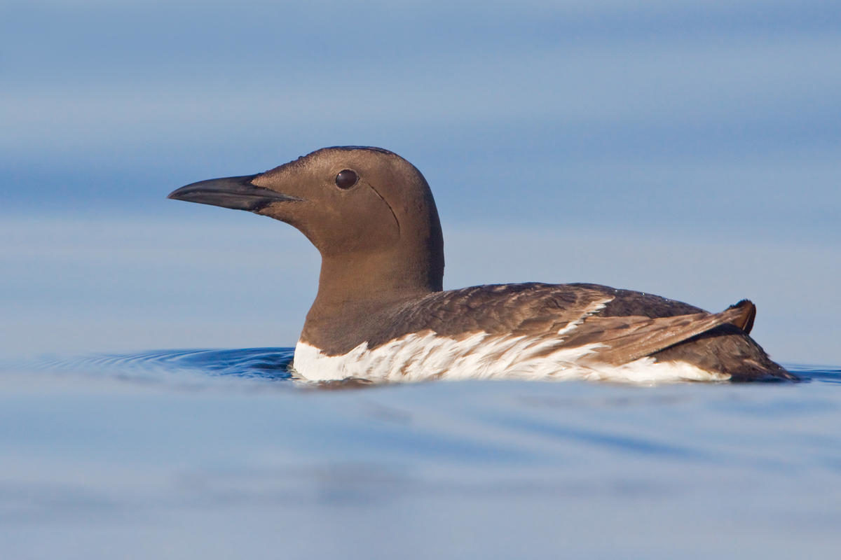 Common Murre