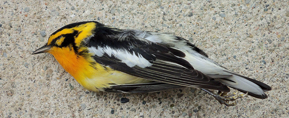 Click to enlarge dead bird