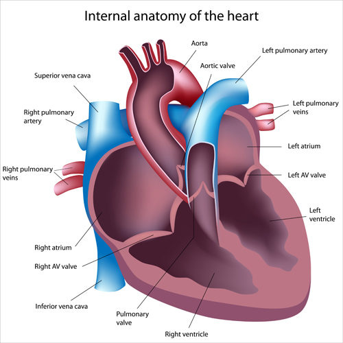 internal anatomy heart