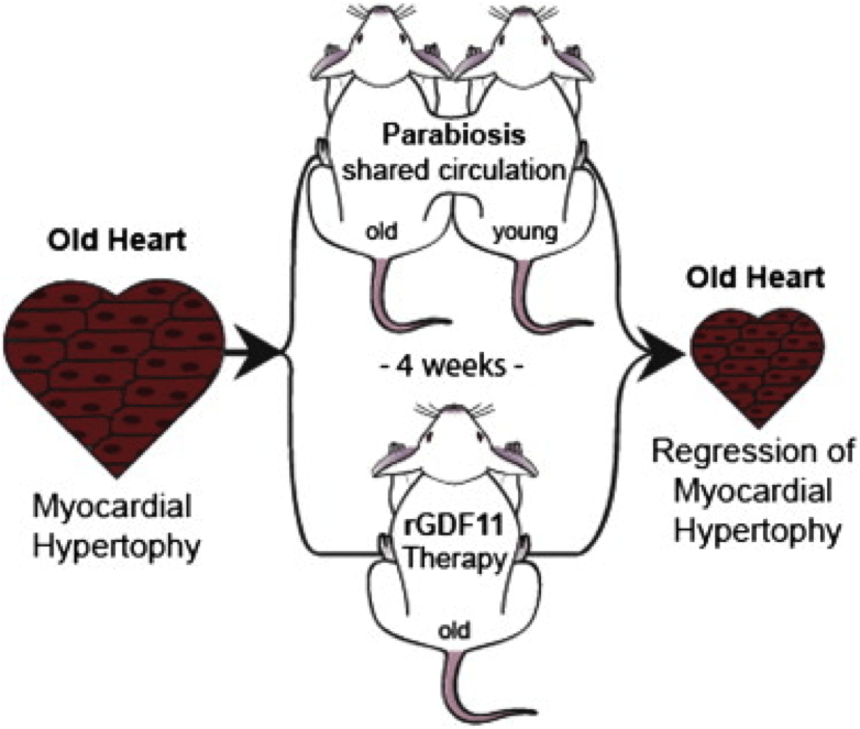 heart aging, heart failure