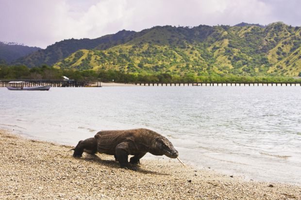 tourist bitten by komodo dragon indonesia