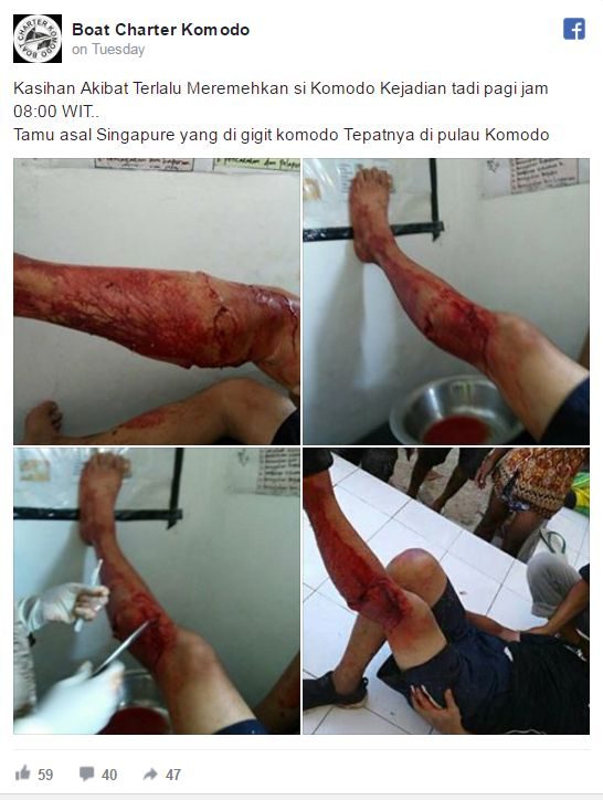 tourist attacked komodo dragon indonesia