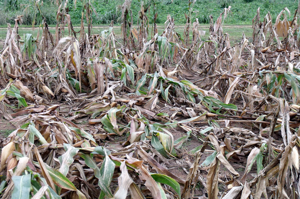 Damaged maize