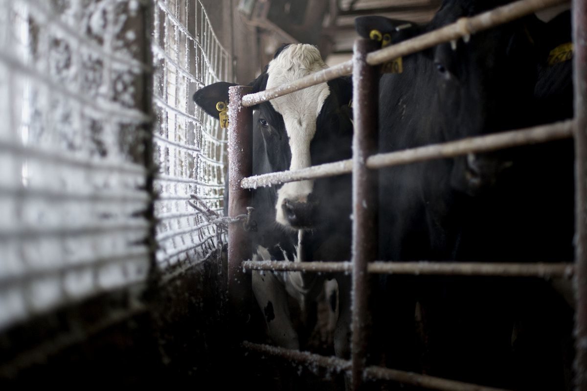 Cow iN STALL