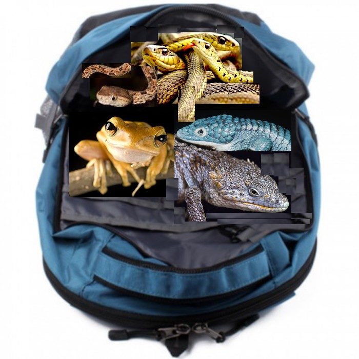 backpack