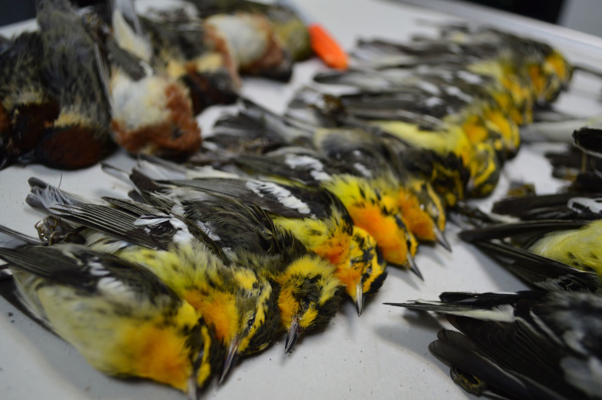 Click to enlarge More than 300 migratory birds were found dead in Galveston