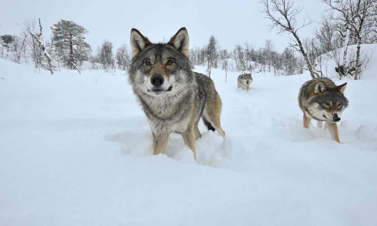 Click to enlarge Wolves are returning to well-peopled landscapes after centuries of persecution.