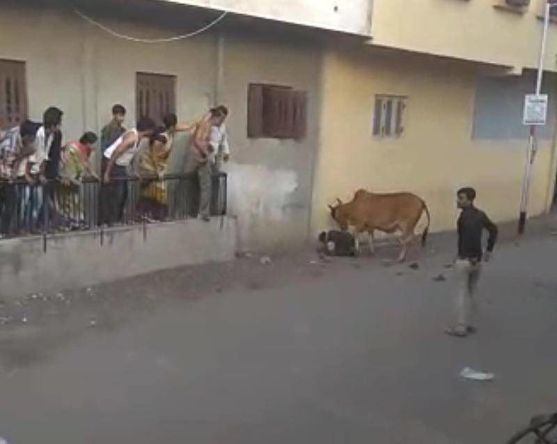 Click to enlarge The cow pushes Dinesh Prajapati against a wall