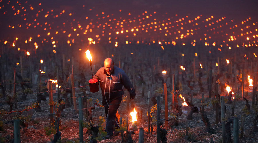 Frost damage to French vineyards
