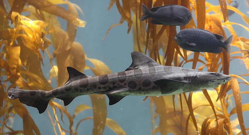 Click to enlarge leopard shark