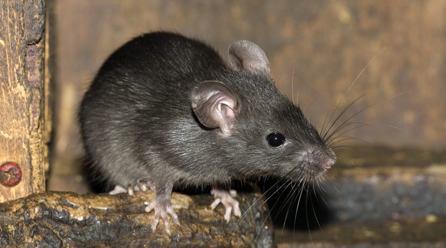 Rats drink booze