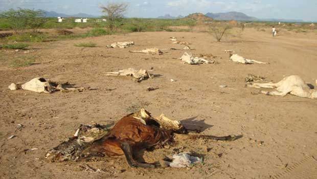 dead cattle
