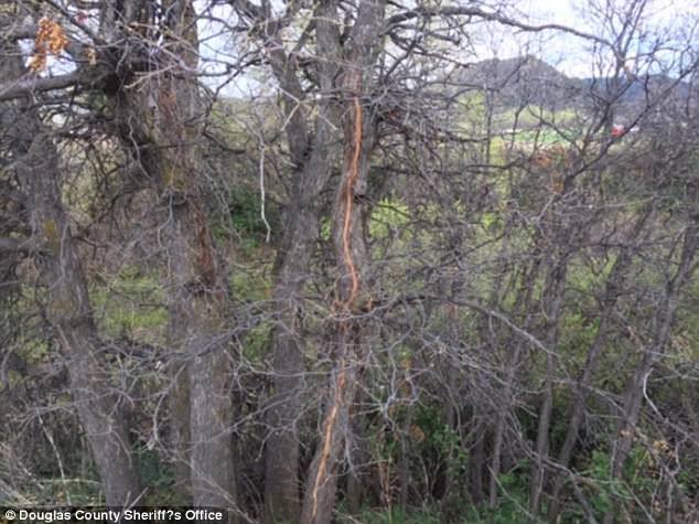 A lightning bolt struck this oak tree and killed a 37-year-old woman and her horse who were nearby. Police say the woman was 10 feet away from the tree when she died 