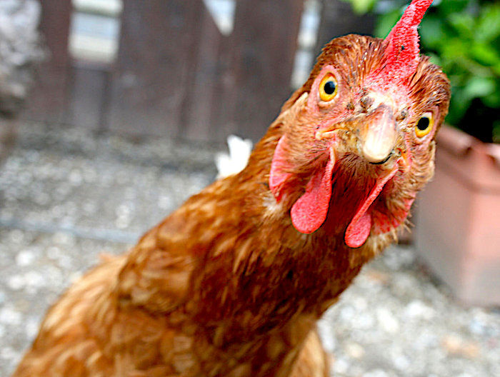 chicken