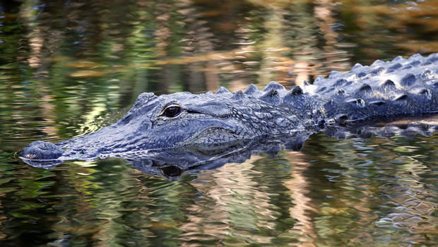 Alligator