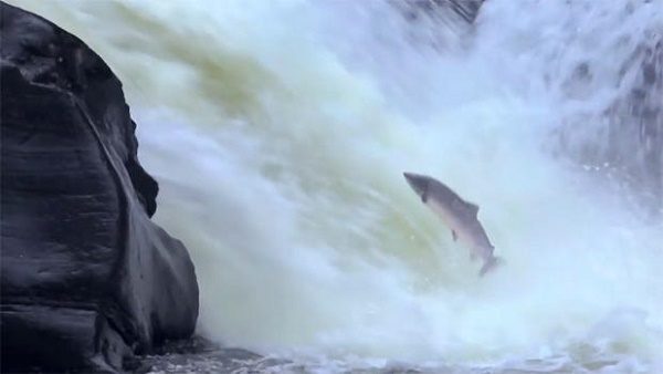Click to enlarge Salmon
