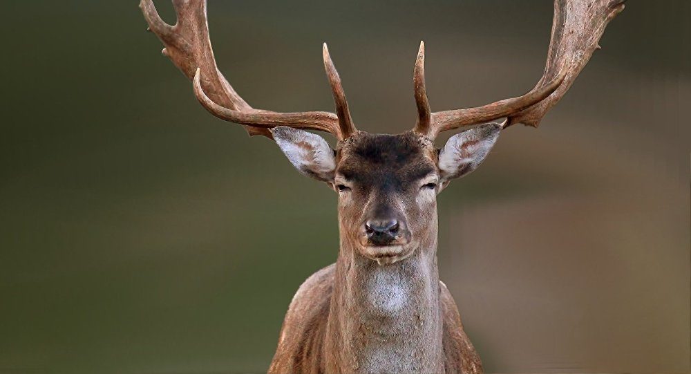 deer