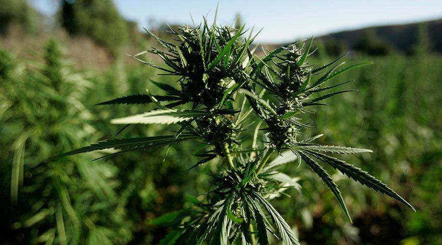 Click to enlarge cannabis