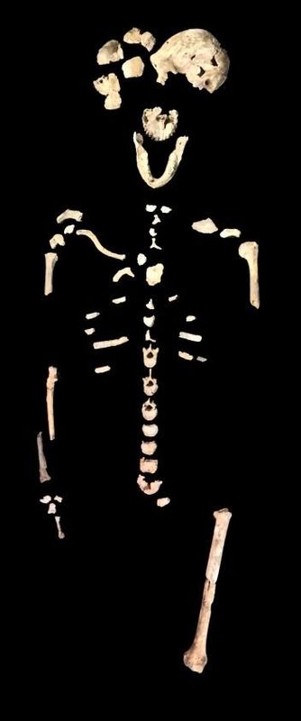 Click to enlarge homo naledi