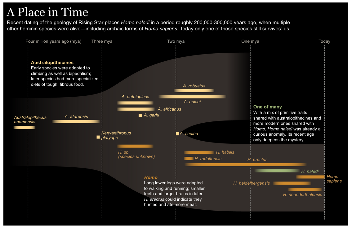 Click to enlarge homo naledi