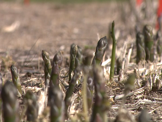 asparagus