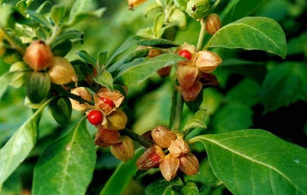 Click to enlarge Ashwagandha