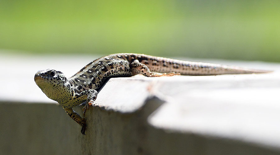 sand lizard