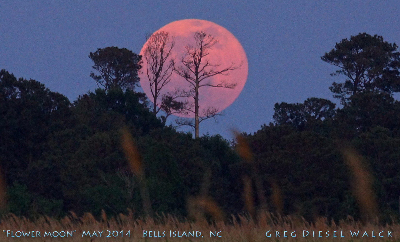 flower moon or milk moon