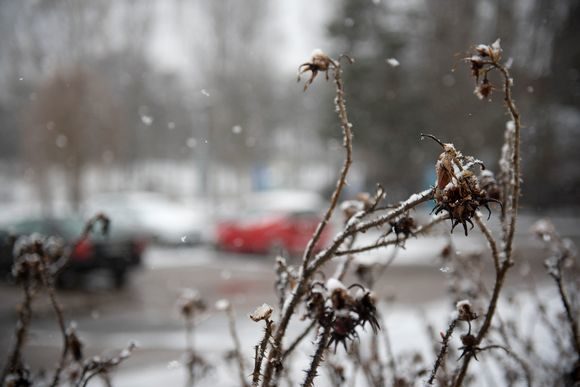 Finalnd snow
