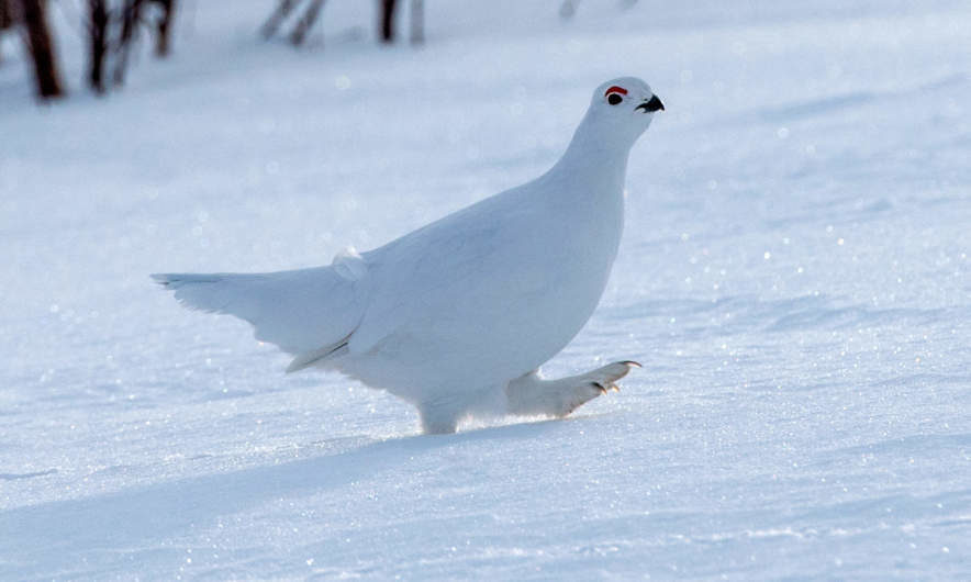 Click to enlarge Ptarmigan