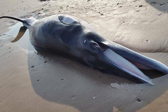 The minke whale. 