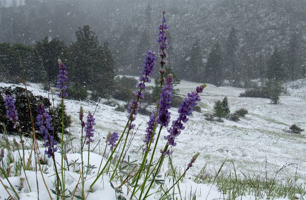 A portion of California's recent super bloom was killed off last weekend after a rare spring snowstorm. 