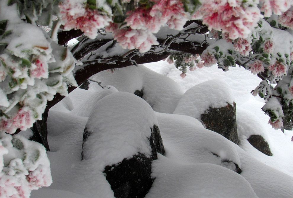 Click to enlarge A scene of the unexpected winter wonderland on Cuyamaca Peak.