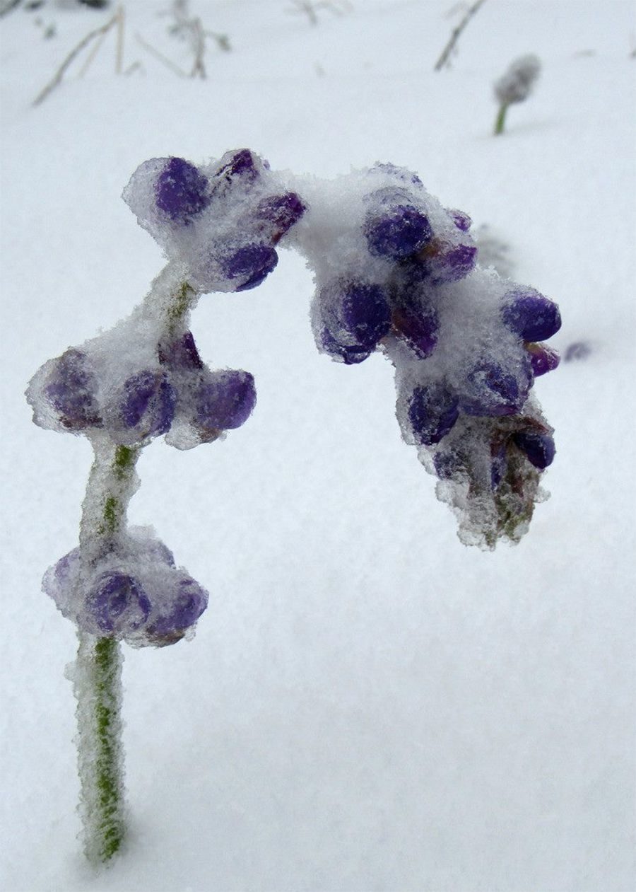 Click to enlarge A frozen bloom on Cuyamaca Peak.