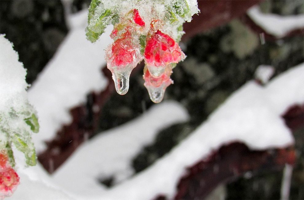 Click to enlarge Some of the last portions of the California super bloom have been encased in ice.