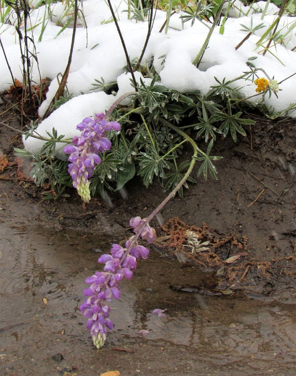 Some flowers managed to escape the brunt of the icy blast. 