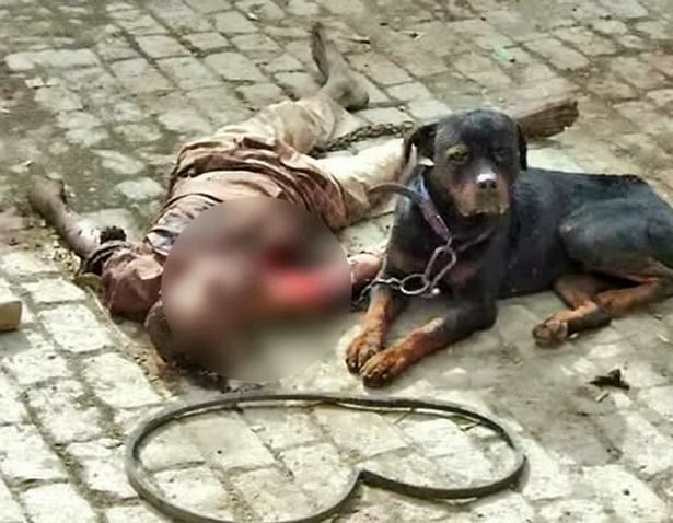 Click to enlarge The killer dog ate his owner's flesh