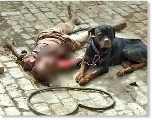 The killer dog ate his owner's flesh