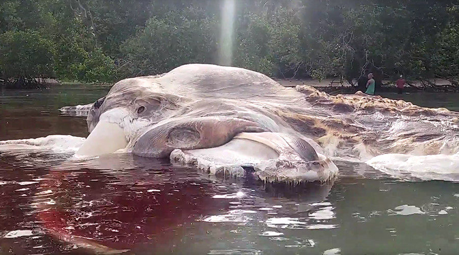 Click to enlarge Carcass