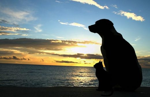 Pet loss