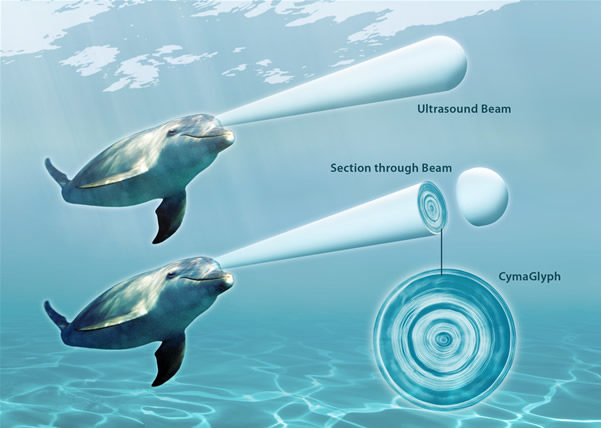 Click to enlarge dolphins