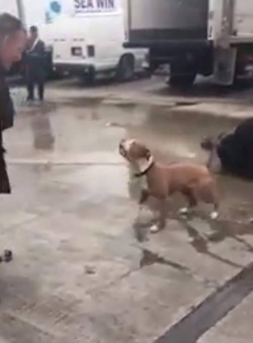 One of the attacking dogs scares off a man who tries to intervene 