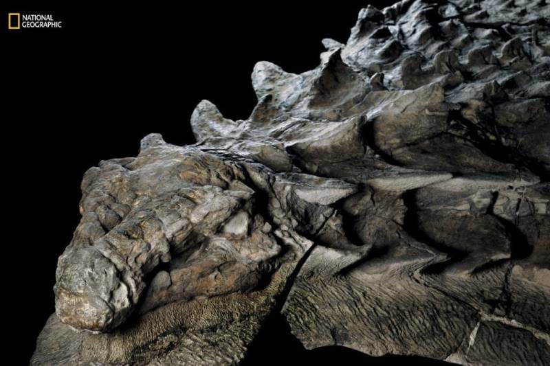 dinosaur fossil