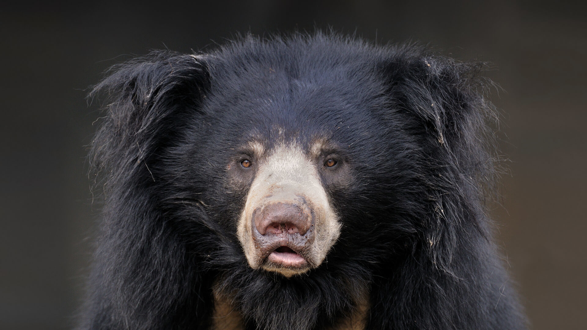 Sloth Bear 