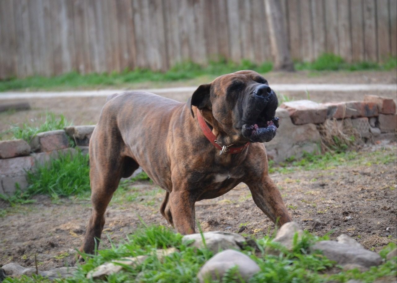 The Boerboel breed, which debuted at the 140th Annual Westminster Kennel Club Dog Show in January, is a powerful dog bred over centuries for its size, muscularity and ability to protect farmsteads.