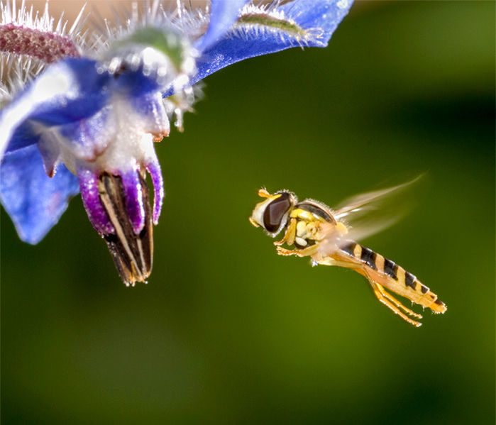 Click to enlarge Hover fly