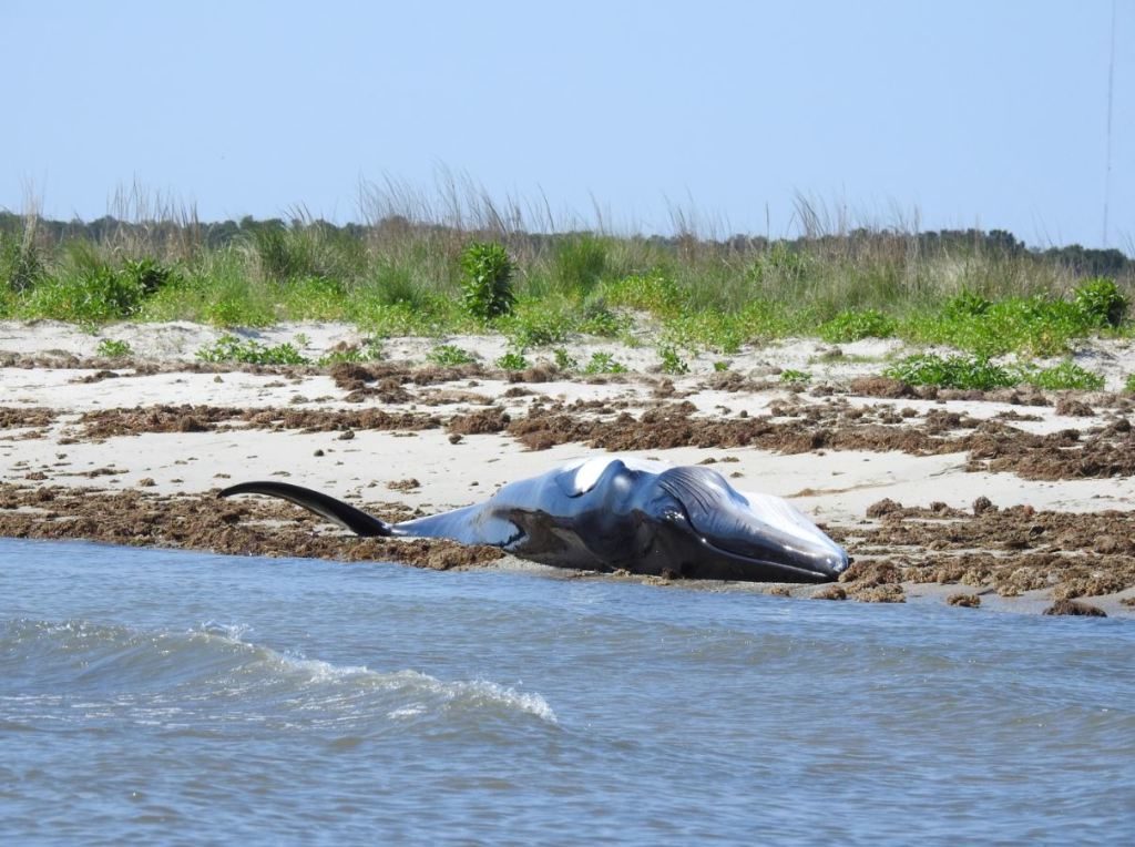 Dead whale