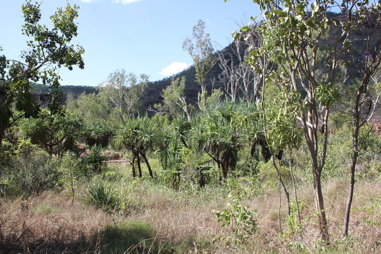 lost forest Australia