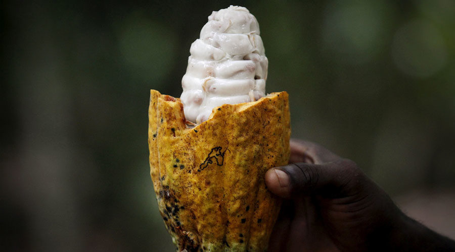 Click to enlarge cocoa plant